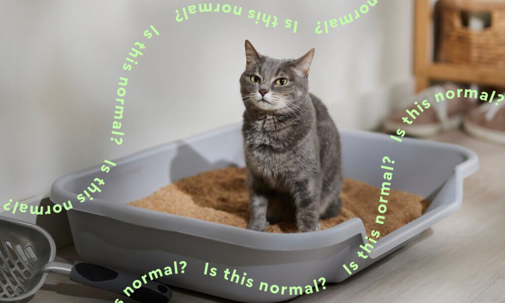 why do cats bury their poop: cat standing in litter box