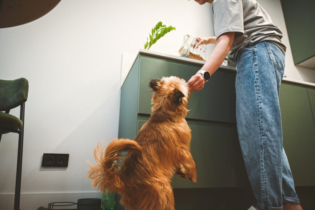 fish oil for dogs; woman hands dog food with fish oil supplement