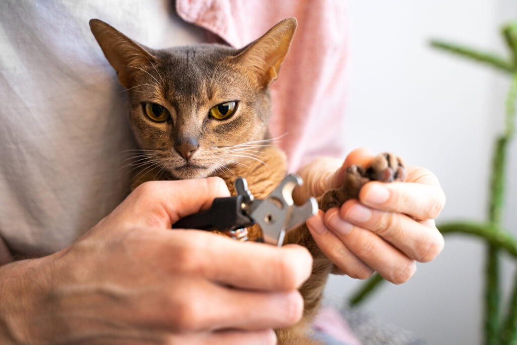 A person cutting a cat’s nails