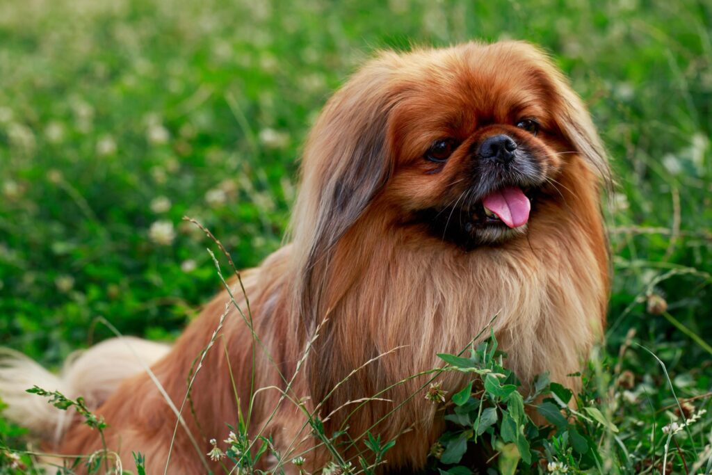 summer-heat-dogs-pekingese-