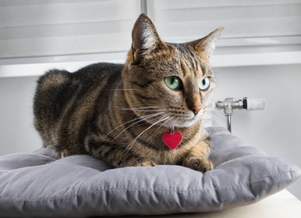 cat lying on couch