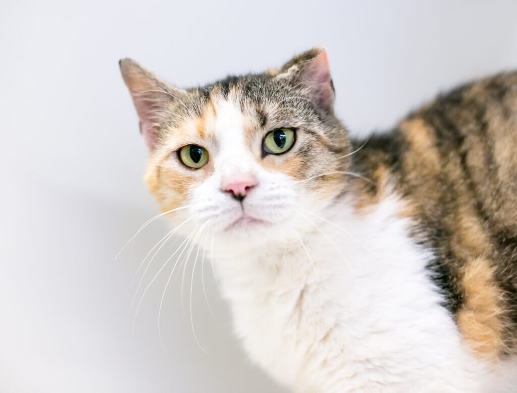 cat-with-cauliflower-ear