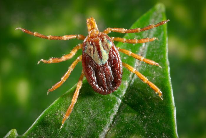 gulf-coast-tick