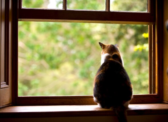 cat sitting on a windowsill and looking outside