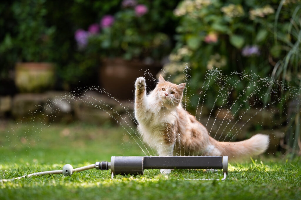 An orange cat plays with a sprinkler.