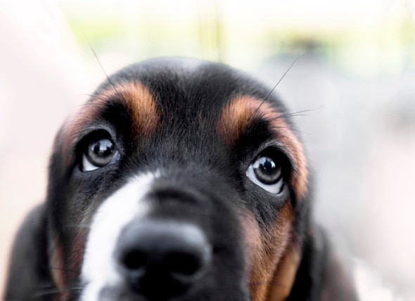 close-up of a hound dog's eyes