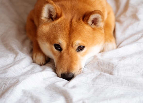 red shiba inu dog lying on a bed with white sheets