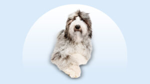 Sheepadoodle