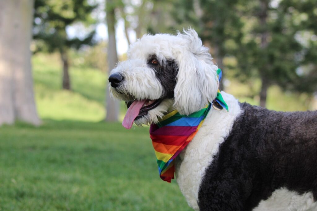 Sheepadoodle dog wearing a rainbow bandana.