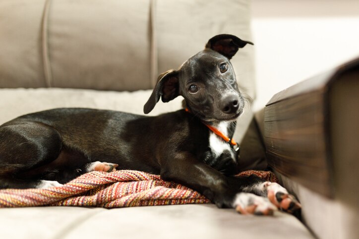 A dog sitting on a couch. Find out if vitamin E is good for dogs.