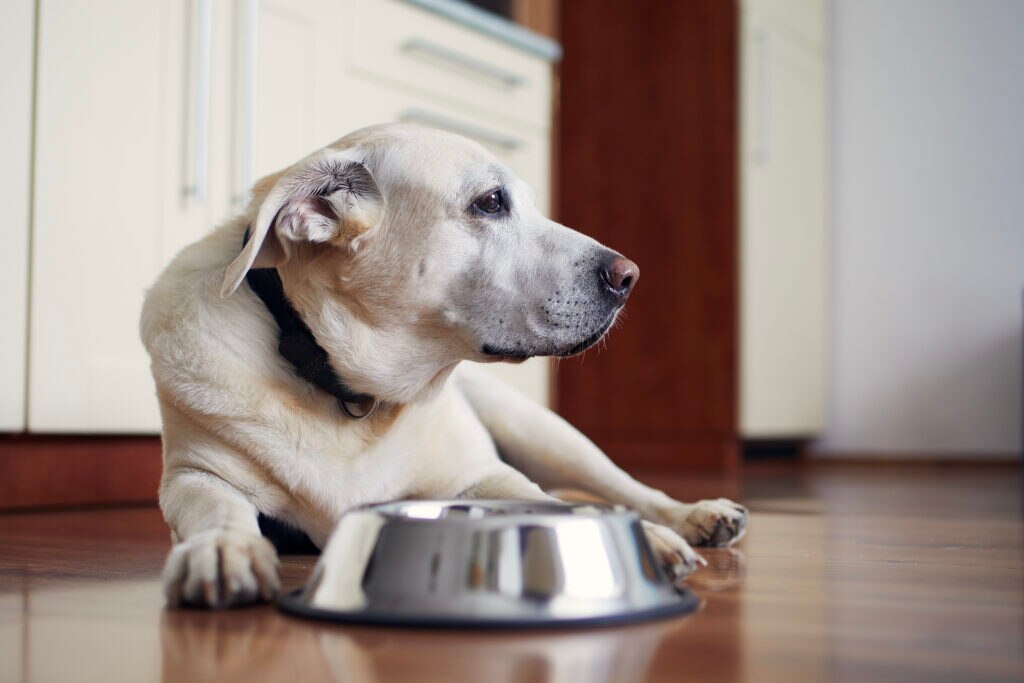 A dog sits with their food bowl.