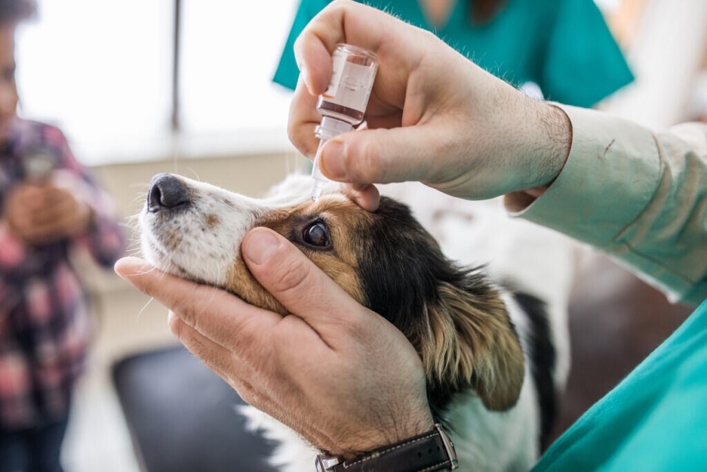 dog-at-vet-office-receiving-eye-drops