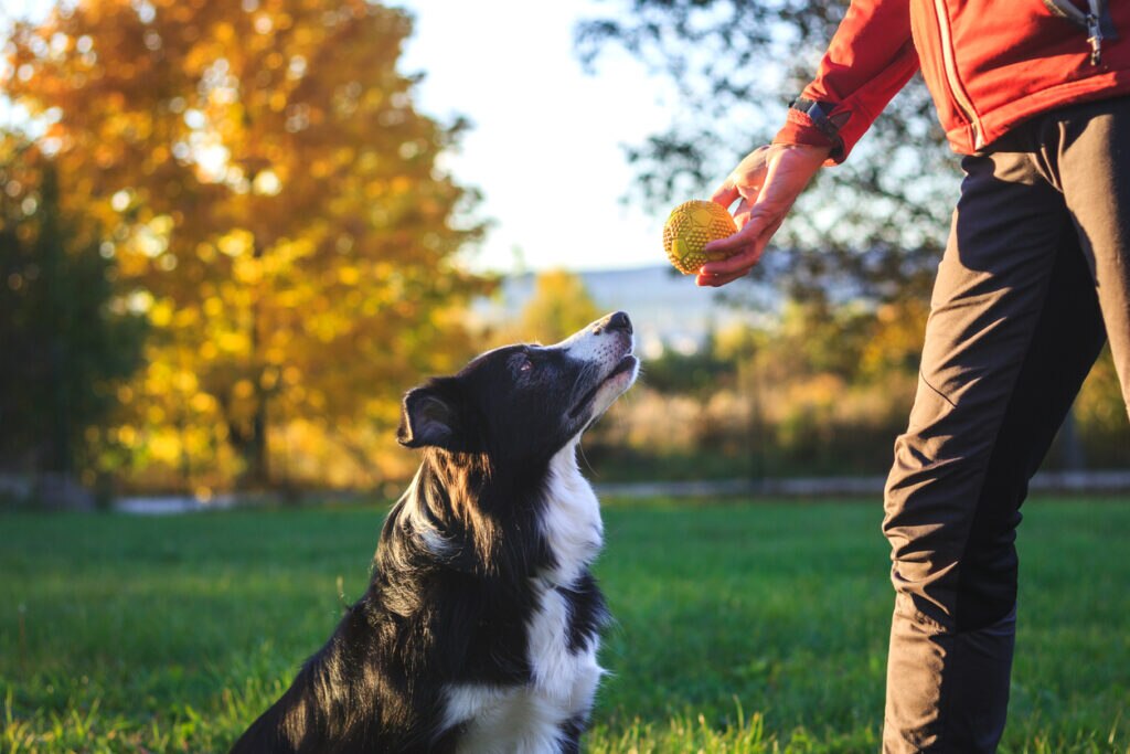 border-collie-sitting-looking-at-tennis-ball