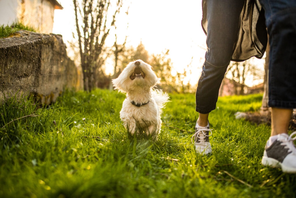 maltese-dog-following-human