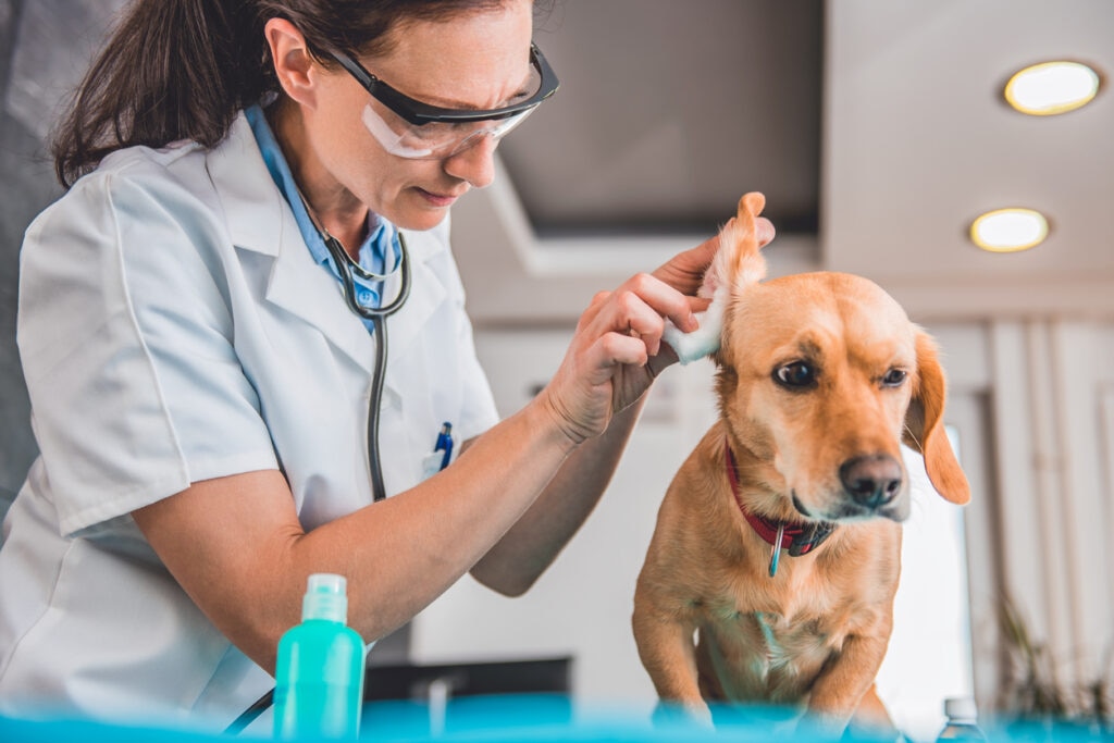veterinarian-cleaning-dog-ears