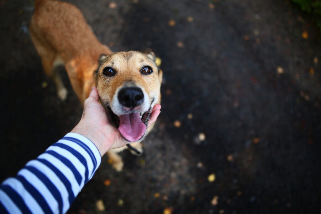 hand-holding-up-dog-face