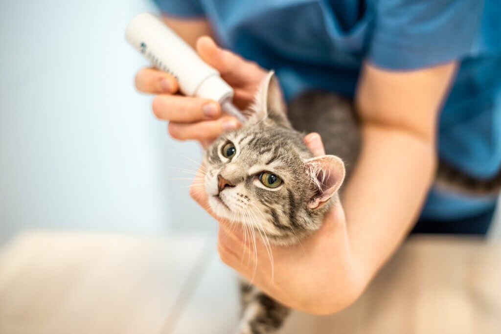 vet-administering-ear-medication-cat-ear