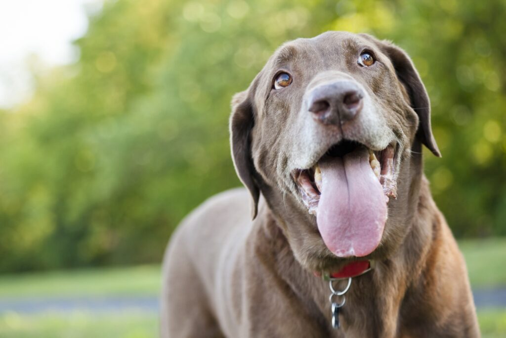 senior chocolate lab panting in the park