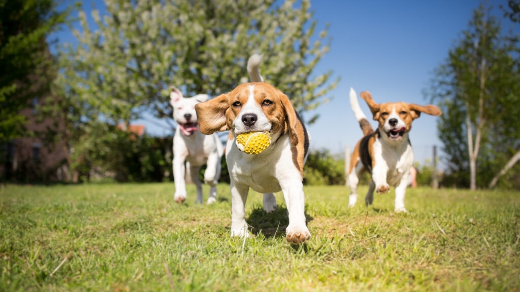 beagle puppies running outside with yellow balls