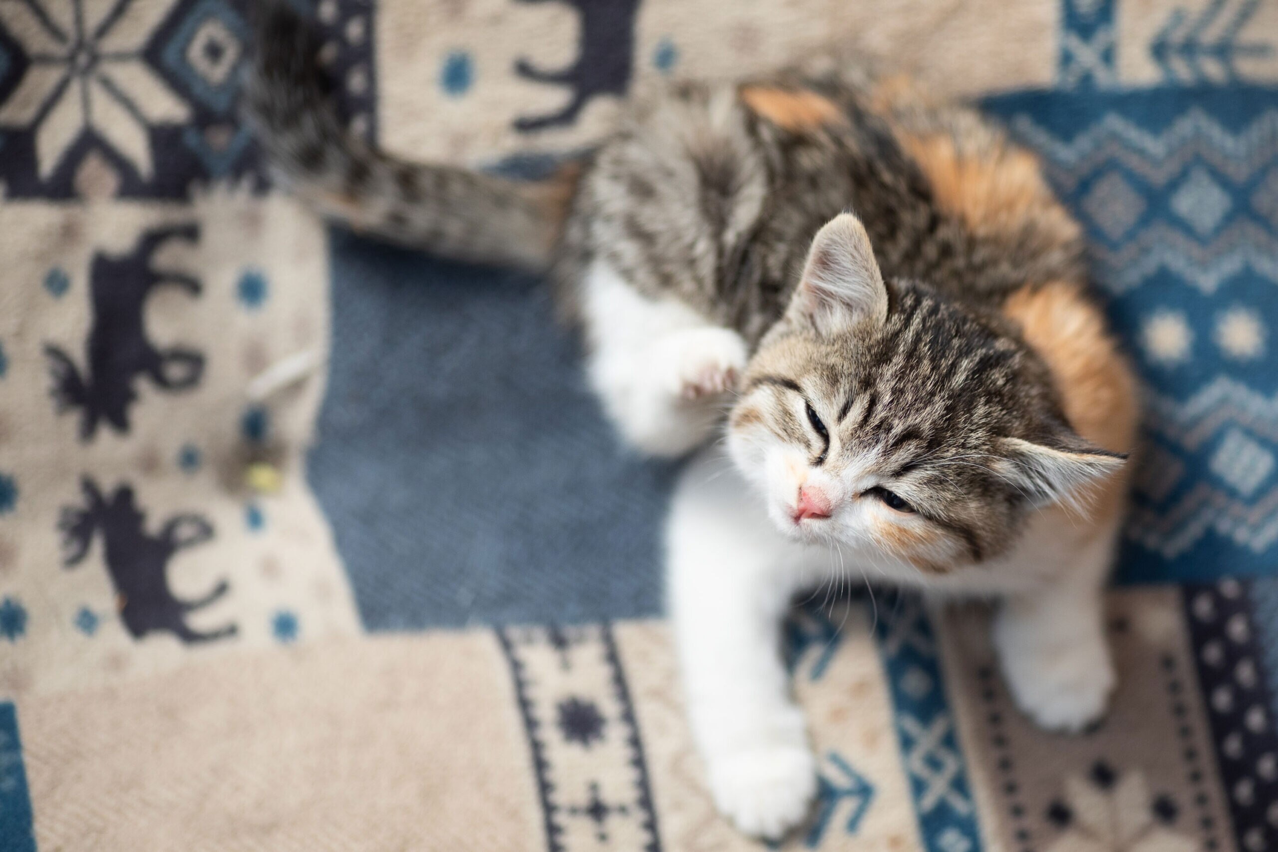 6 Best Flea Treatments for Kittens, Recommended by Vets | PetMD - Flea Growth Promotion For Kittens