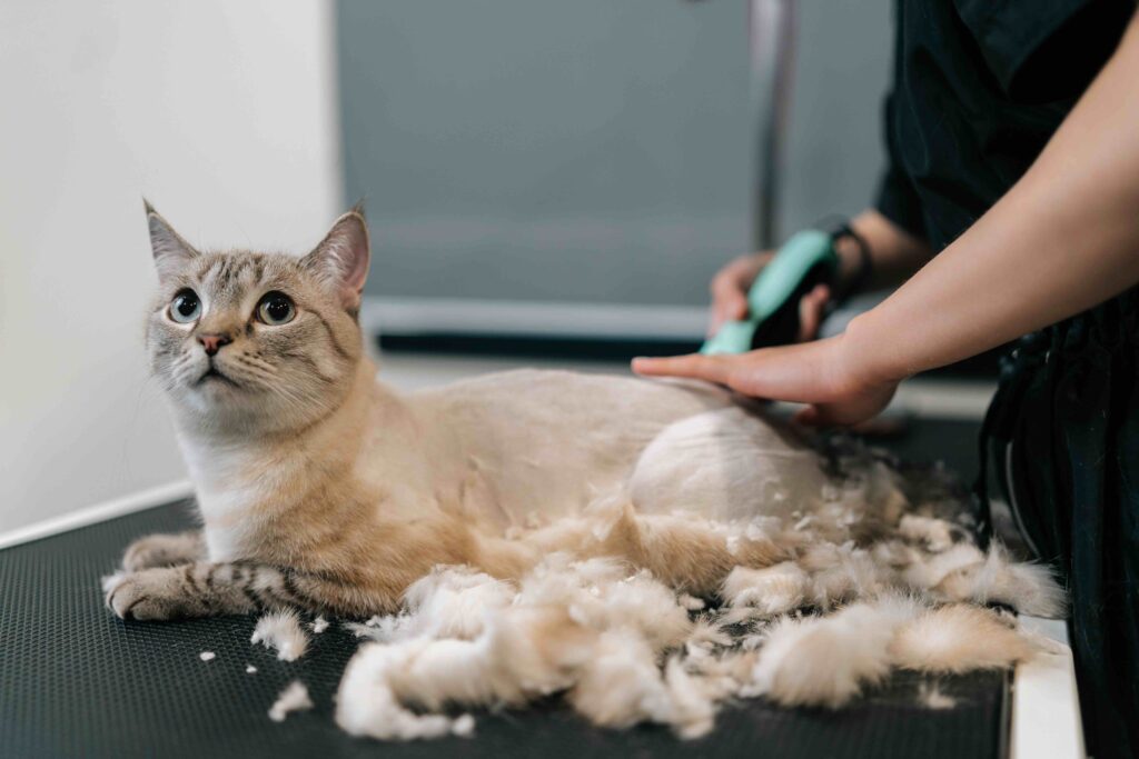 A cat lying on an examination table and being shaved. Learn if you should shave a cat in summer.