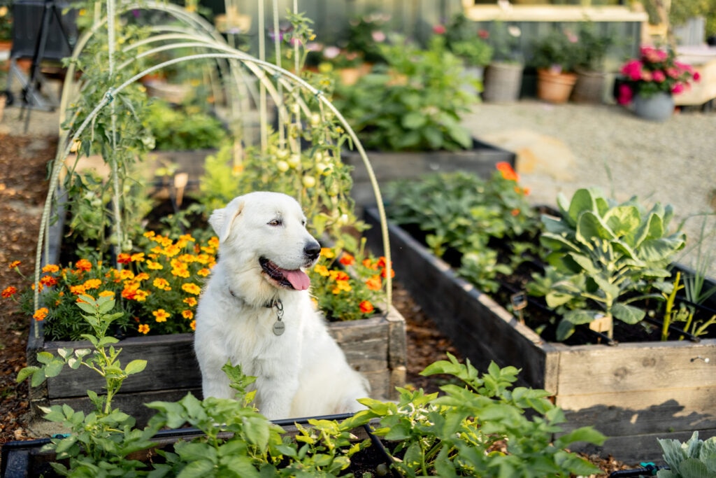dog sits outside among flowers in a garden possibly near an aloe plant.