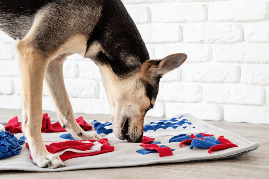 calming aids for dogs; dog sniffs a snuggle mat, a product that can be used as a calming aid to help dogs with anxiety