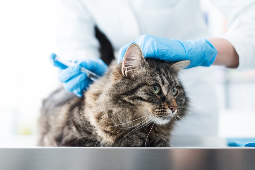 Cat vaccinations; a cat gets a vaccine.
