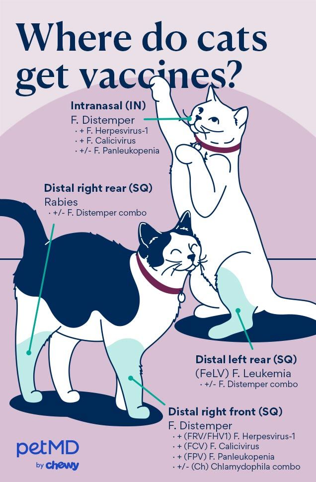 cat vaccinations; a diagram showing where cats are commonly vaccinated.