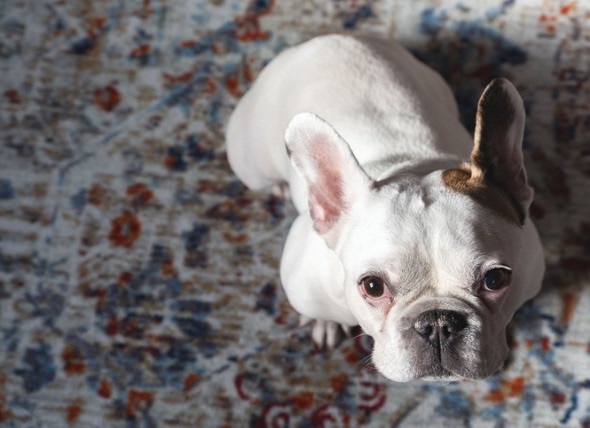 white bulldog looking up at the camera
