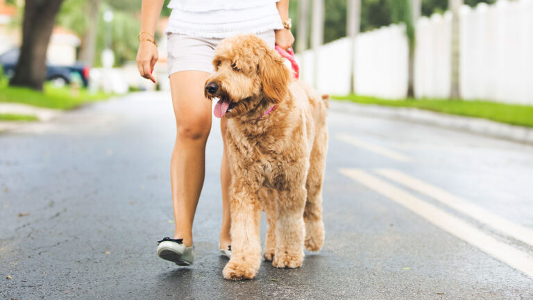 Woman walking a dog in hot weather