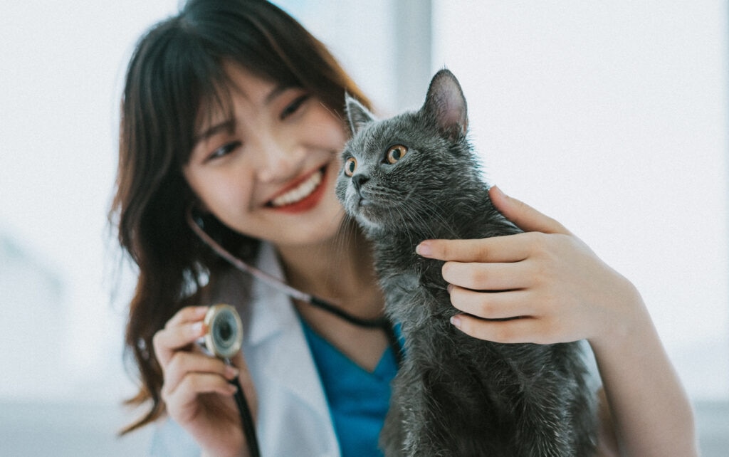 A cat lays down at the vet.