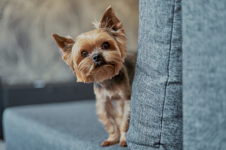 A Yorkie, a dog breed prone to tracheal collapse.