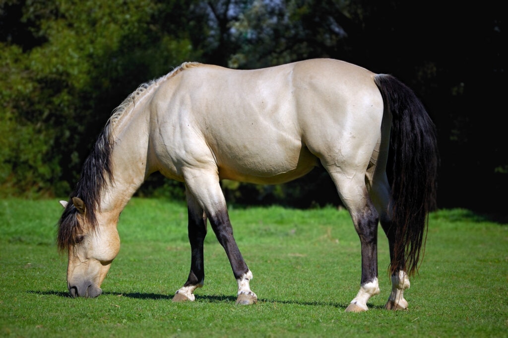 Horse eating grass