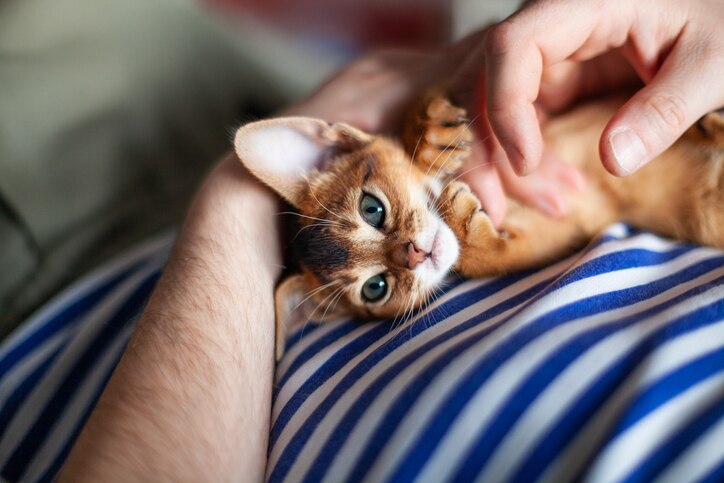 A kitten being petted, a common kitten socialization technique.