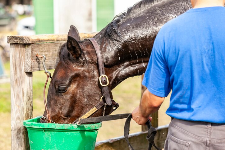 Sweaty horse drinking out of bucket