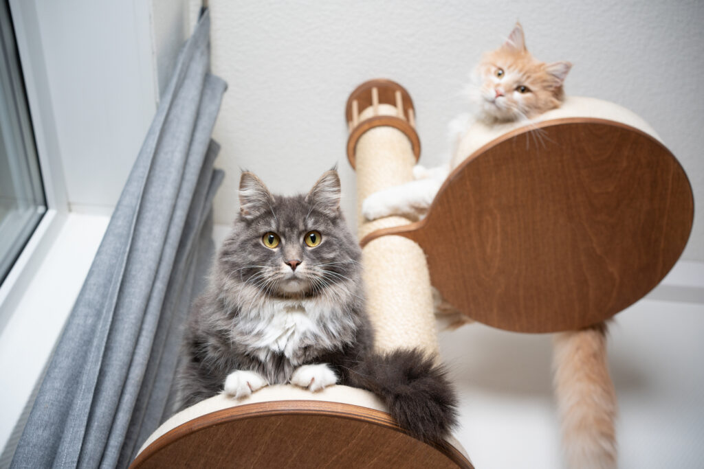 Two fluffy cats resting high-up on a cat tree.