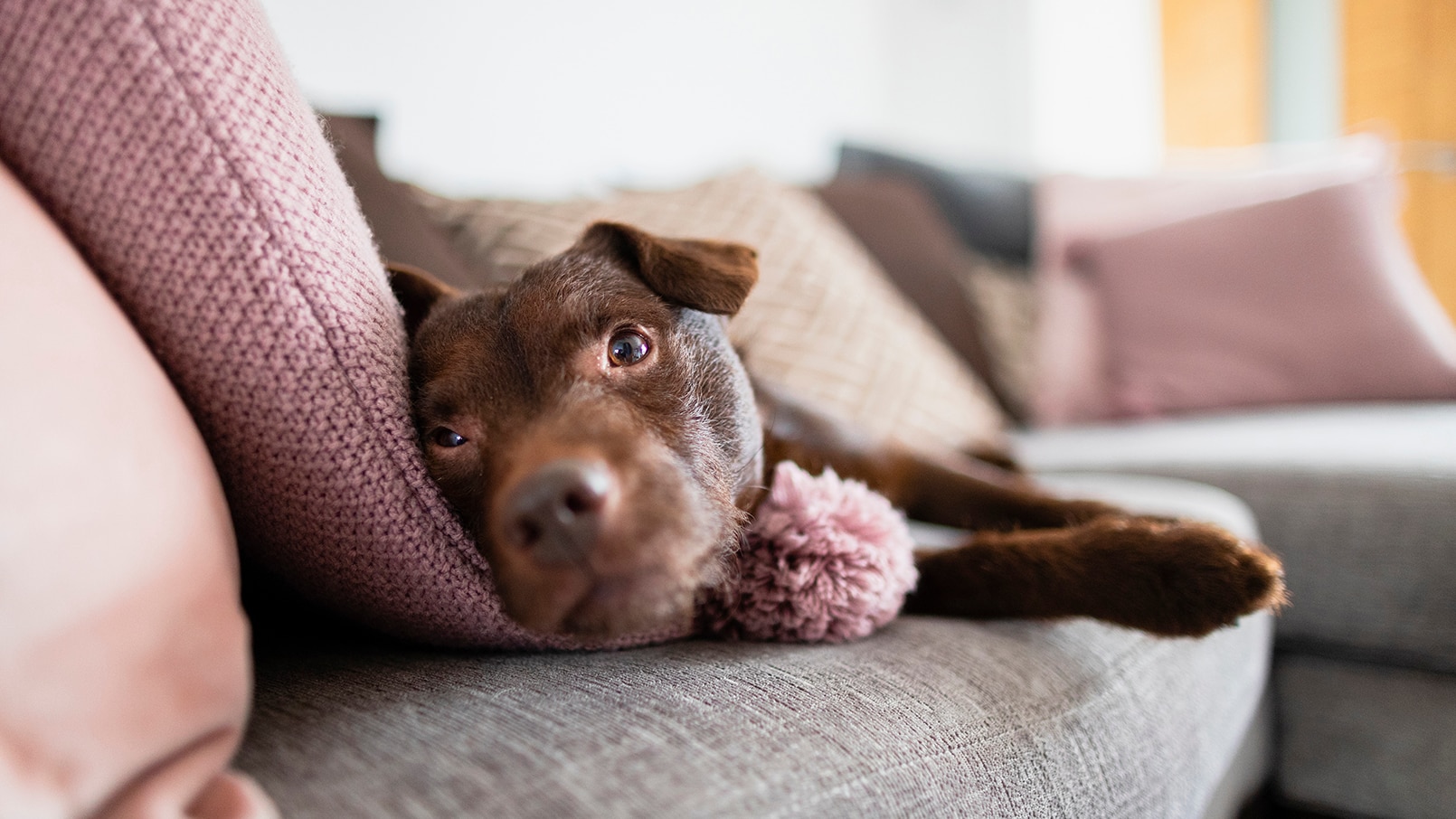 9 Signs of Xylitol Poisoning in Dogs | Chewy - Dogs Xylitol Poisoning Symptoms