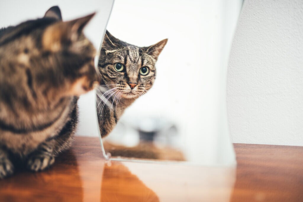A brown tabby cat looking at himself in a mirror on the floor.