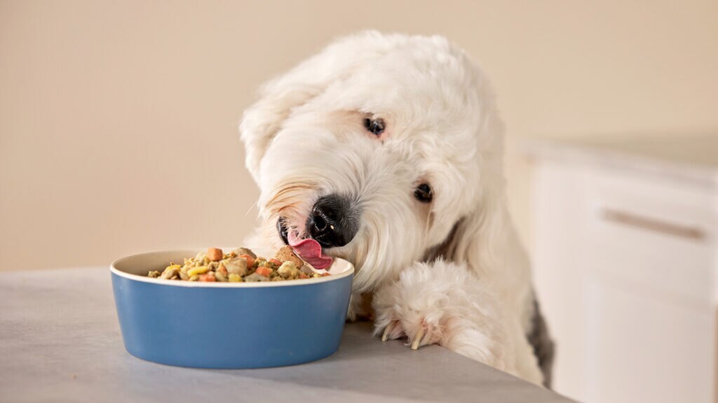 raw vs fresh dog food: shetland sheepdog eating fresh dog food