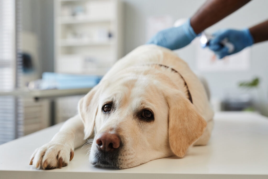 white-lab-laying-on-vet-table