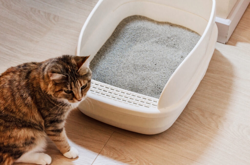 cat pooping outside litter box; a cat stands outside of their litter box.