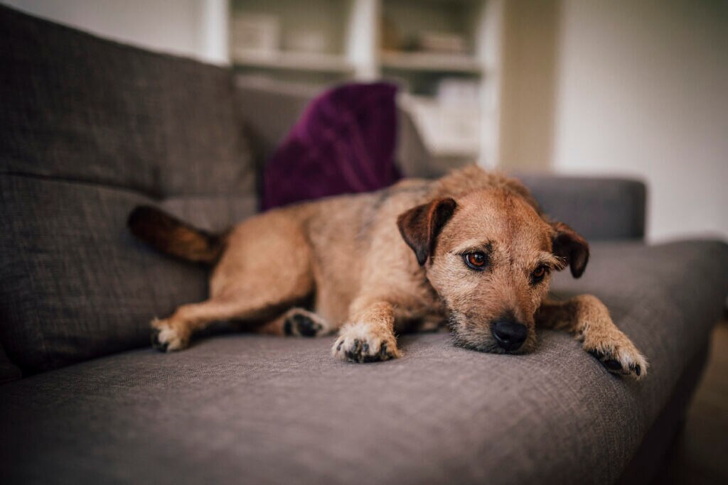terrier-dog-sleeping-on-couch