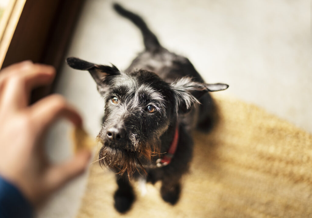 terrier-waiting-for-treat-from-owner