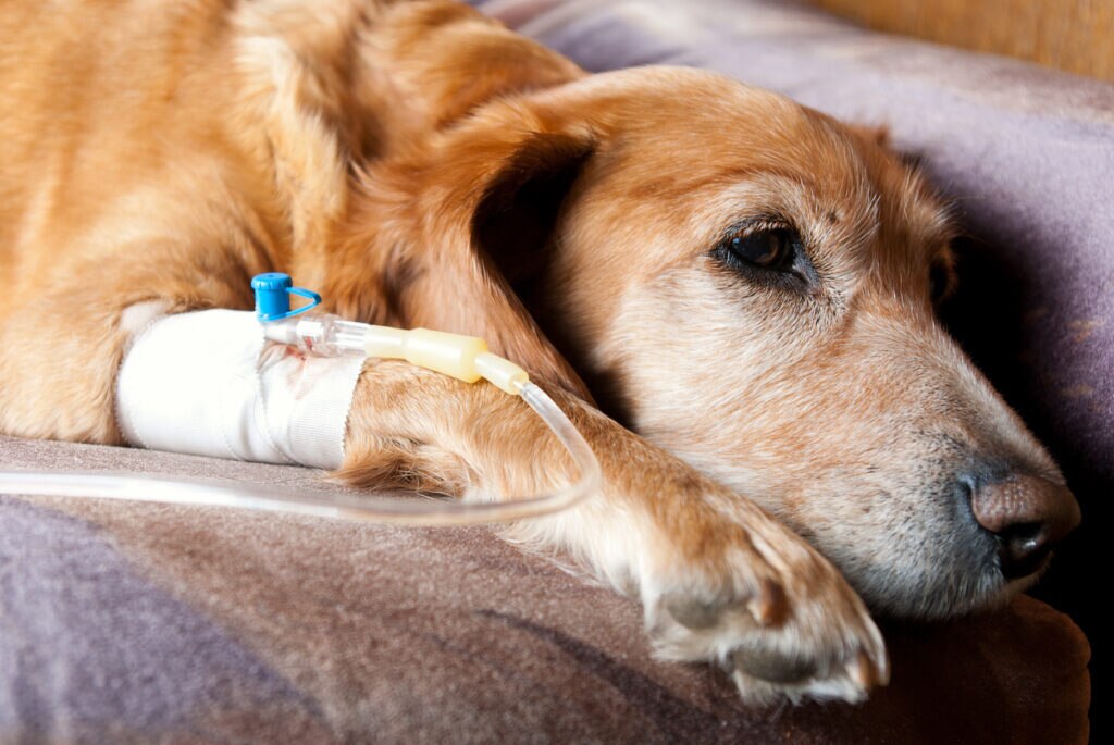 dog-lying-on-bed-getting-infusion