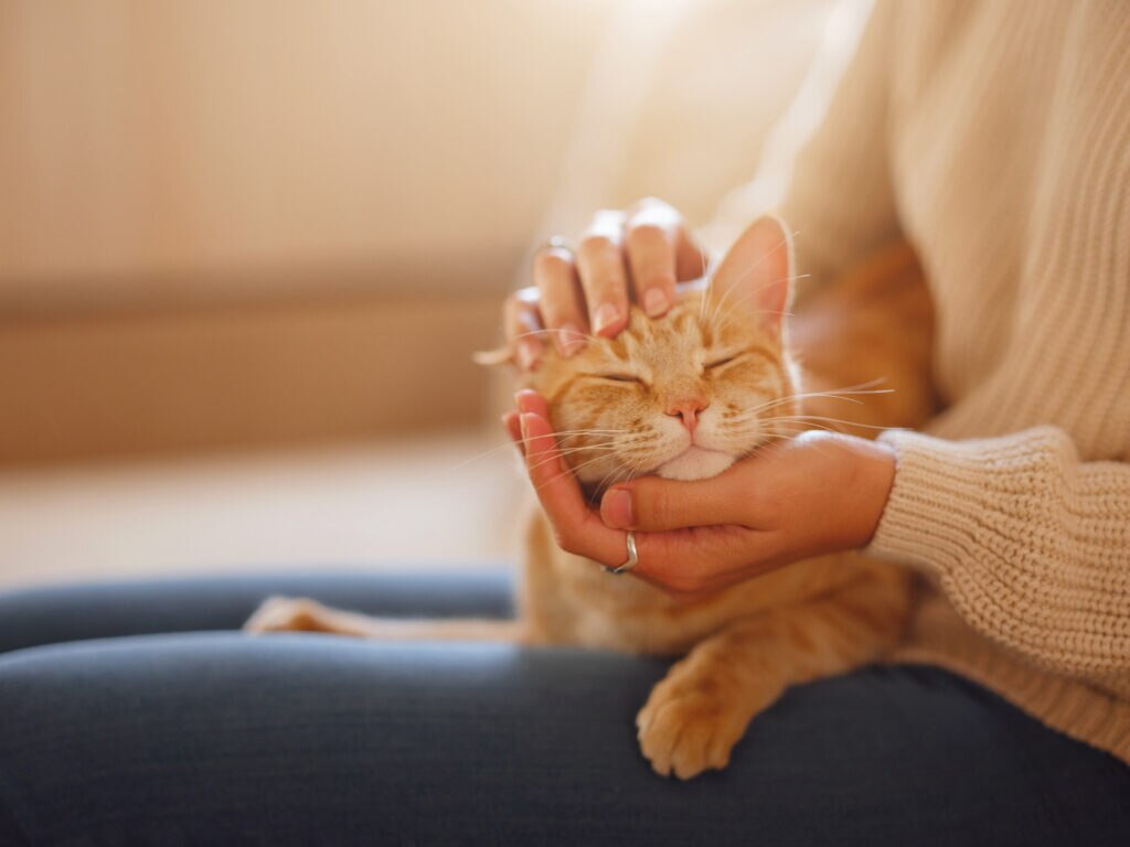 orange-cat-laying-on-lap