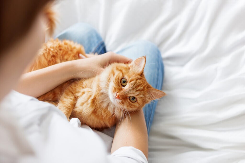ginger-cat-lying-on-womans-lap