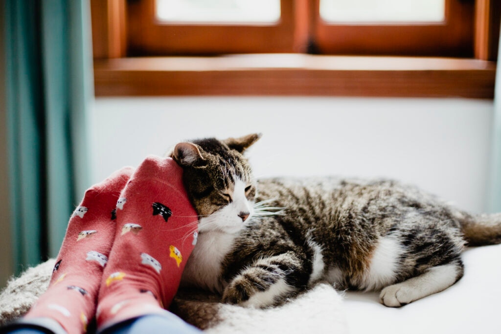 cat-lying-near-human-feet