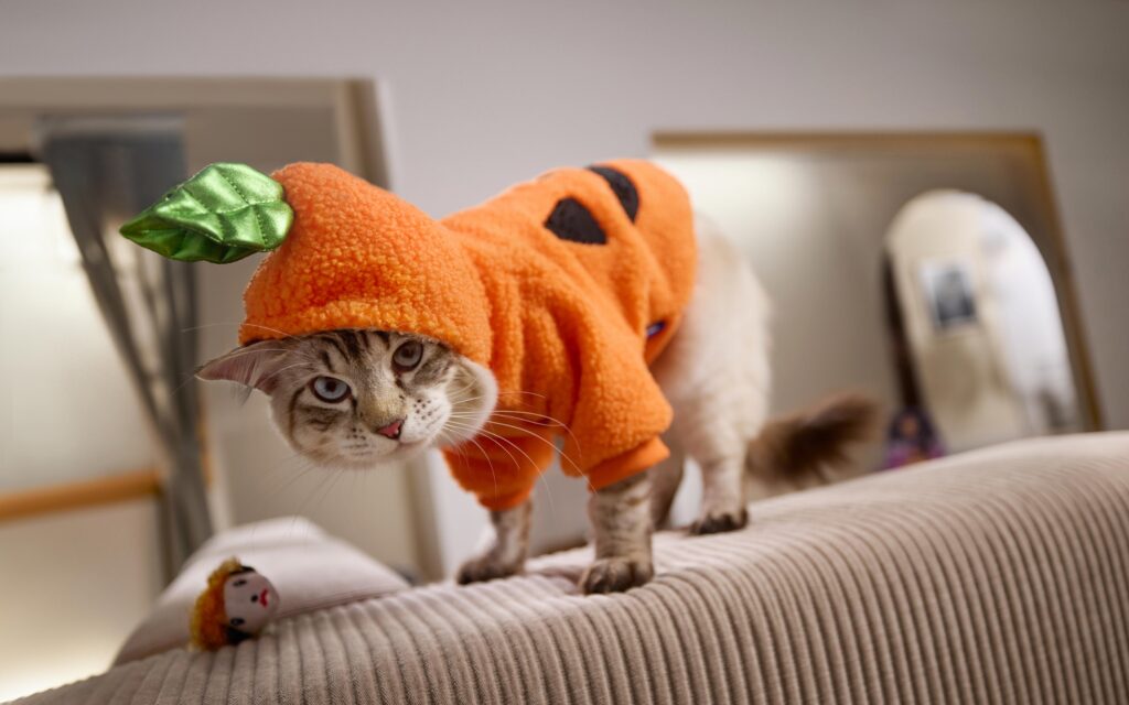 A cat wearing a pumpkin Halloween costume
