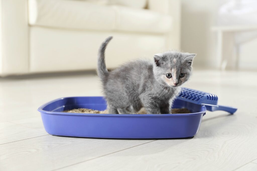 small gray kitten in a purple litter box